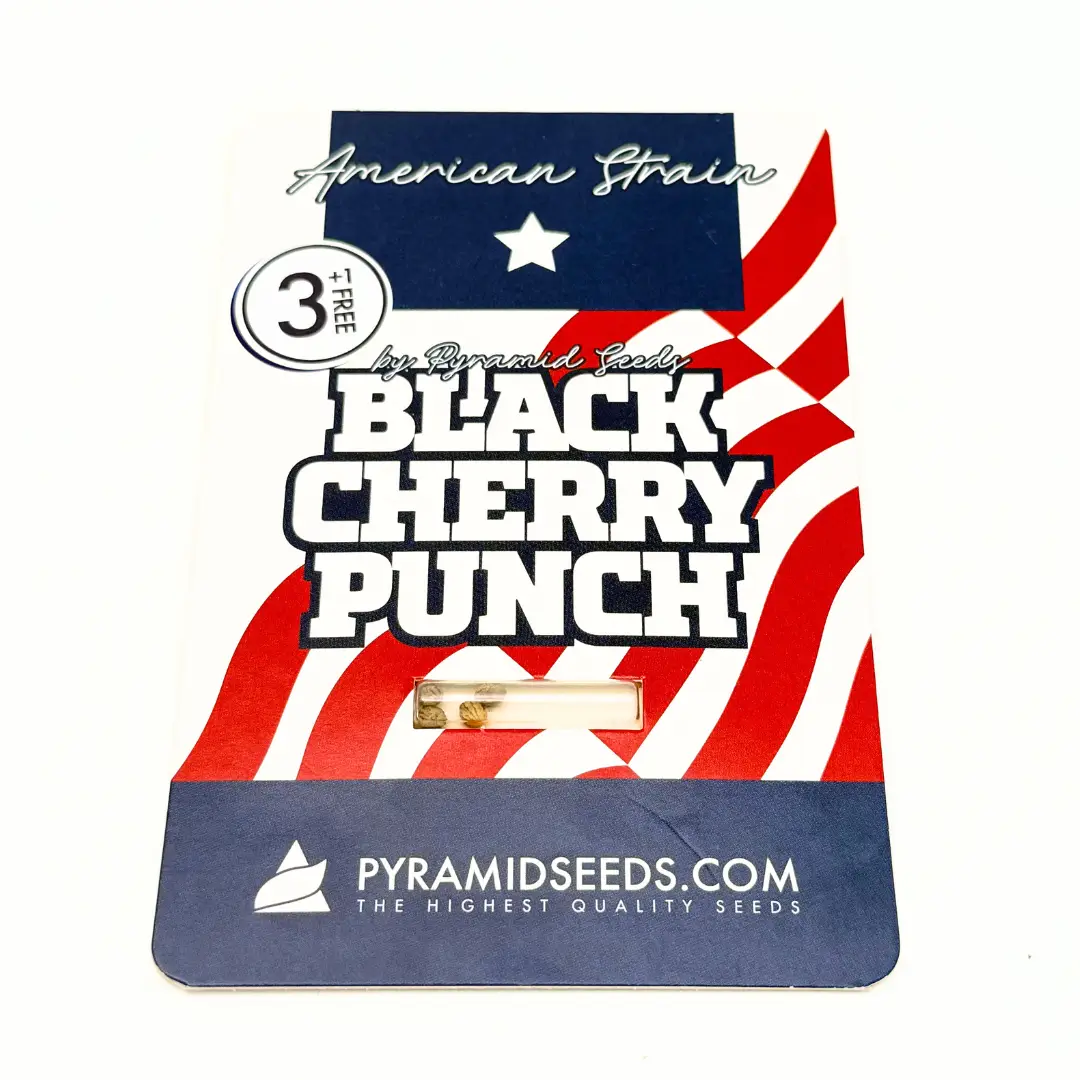 Pyramid Seeds Black Cherry Punch Verpackung vorne