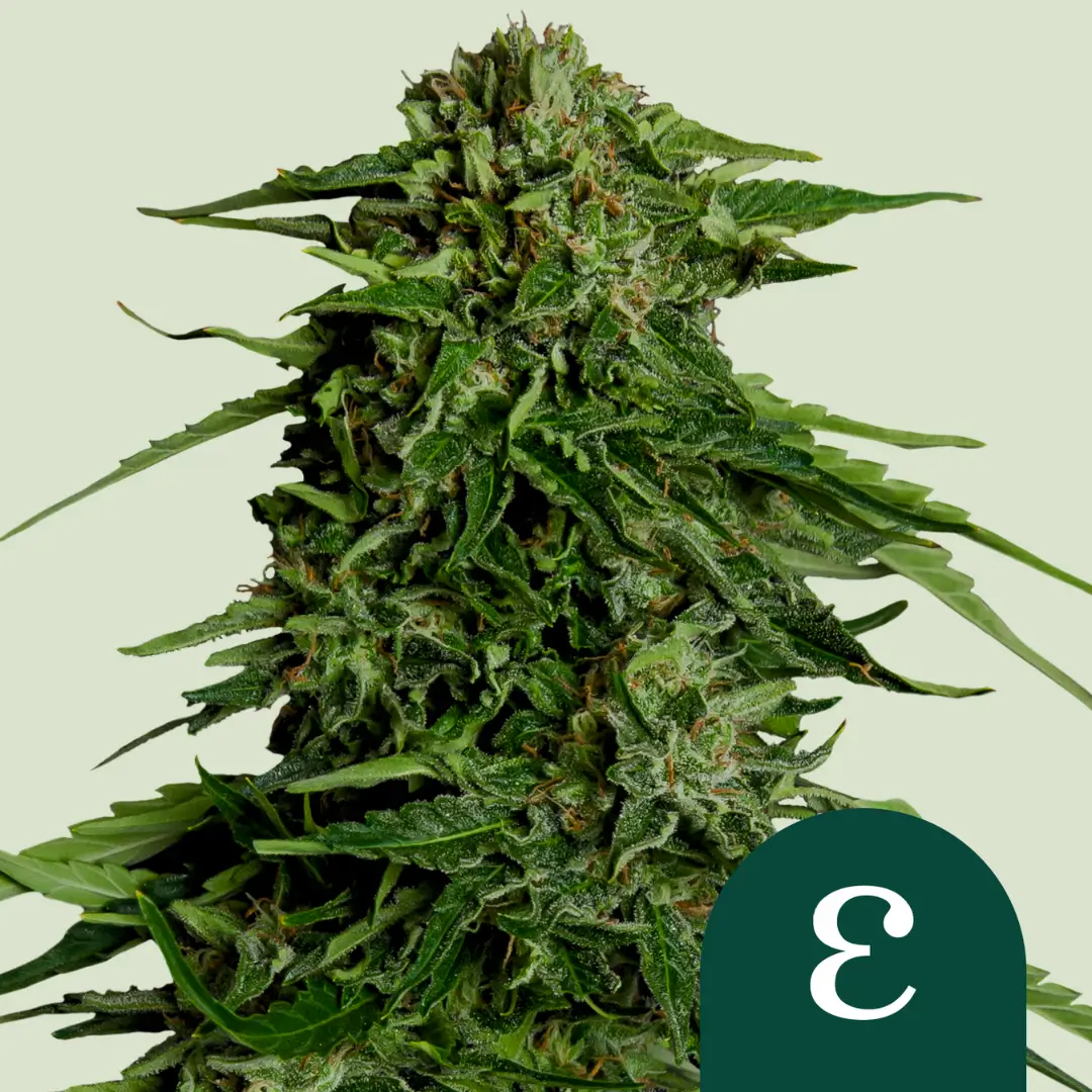 Royal Queen Seeds Epsilon F1 2
