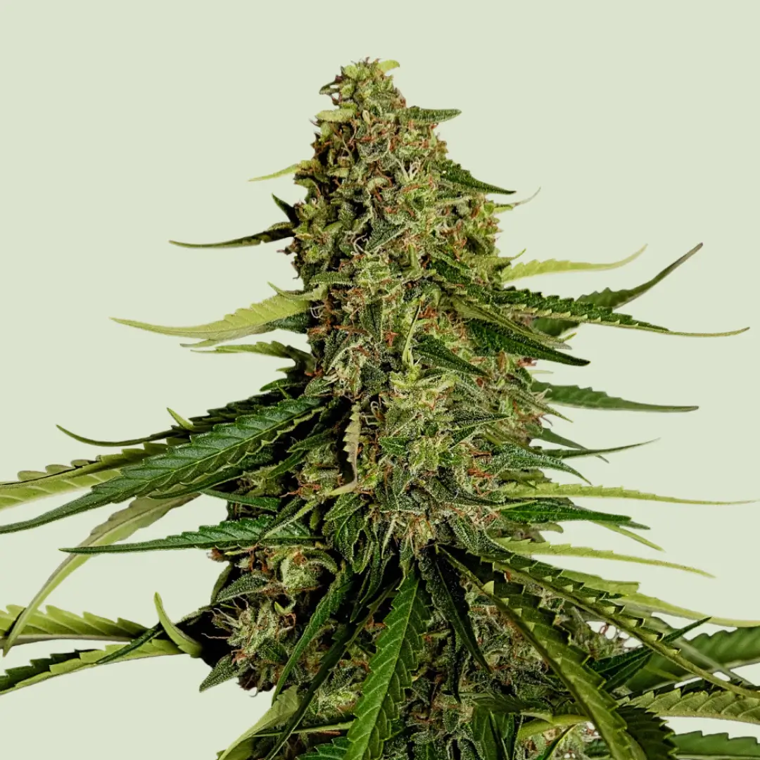 Royal Queen Seeds Gaia F1 2
