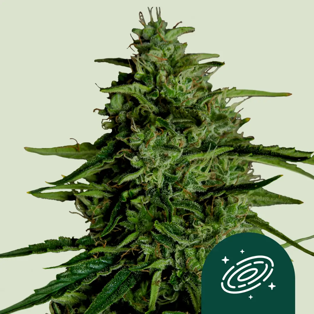 Royal Queen Seeds Milky Way F1 2