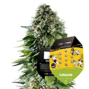Royal Queen Seeds x Tyson Corkscrew Auto
