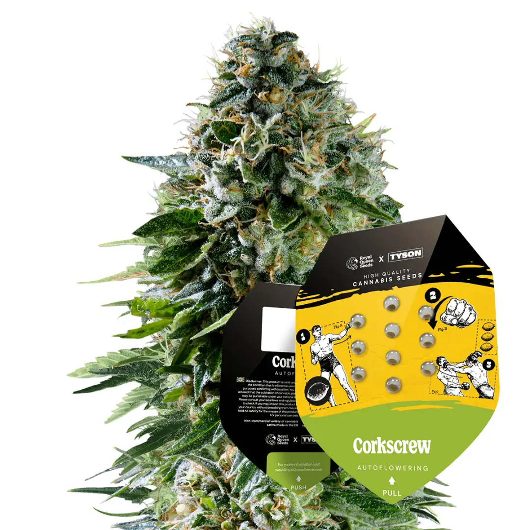 Royal Queen Seeds x Tyson Corkscrew Auto 2