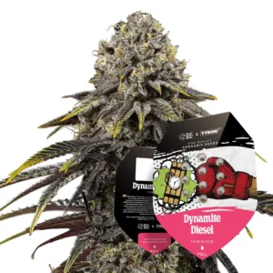 Royal Queen Seeds x Tyson Dynamite Diesel