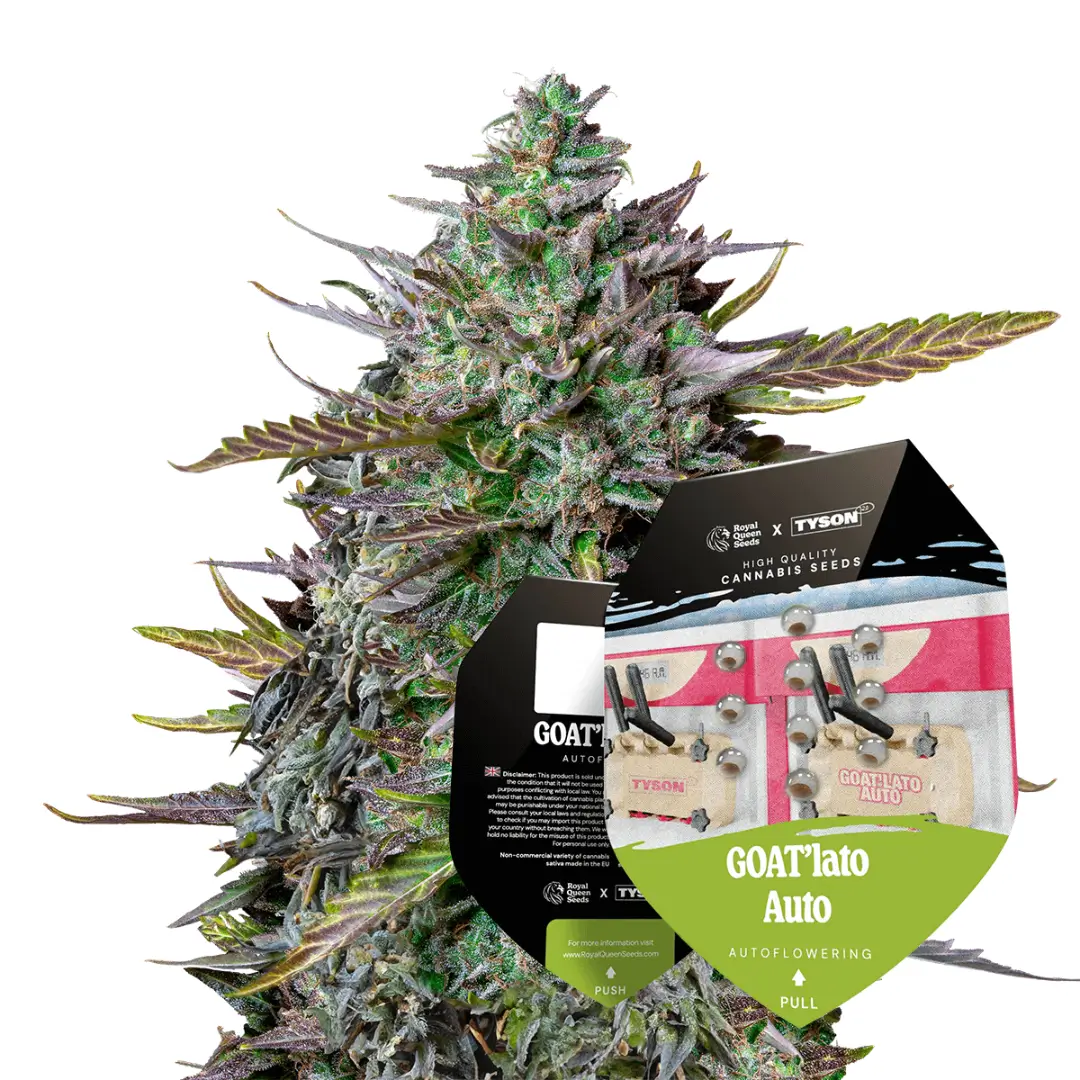 Royal Queen Seeds x Tyson GOATlato Auto 2