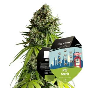 Royal Queen Seeds x Tyson NYC Sour D Auto