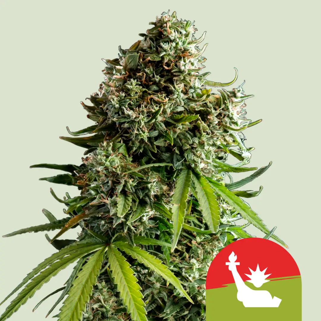 Royal Queen Seeds x Tyson NYC Sour D Auto 3