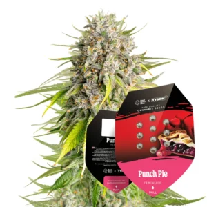 Royal Queen Seeds x Tyson Punch Pie