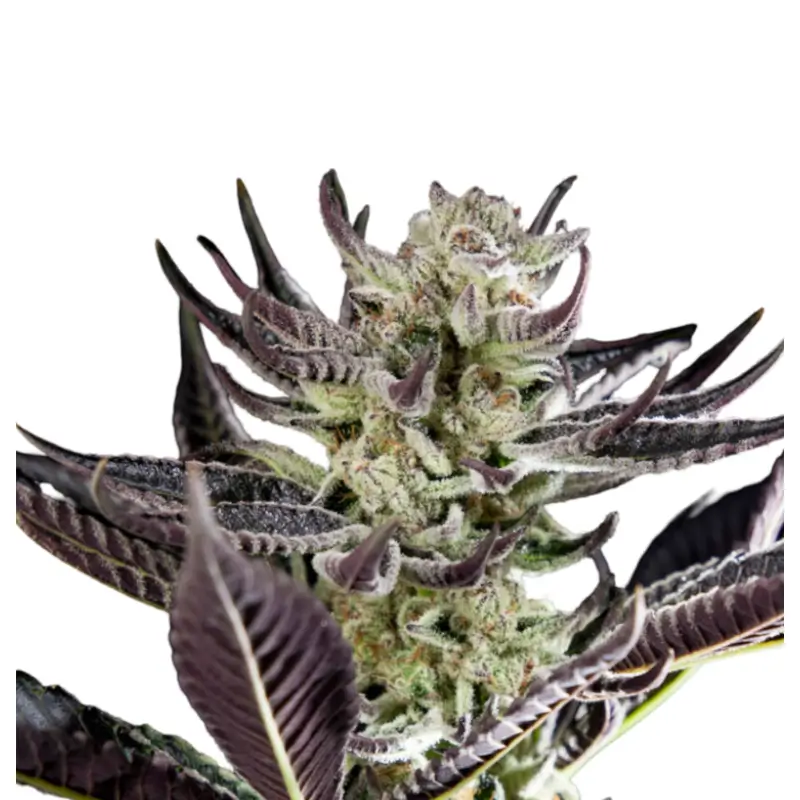 Runtz x Purple Punch 800