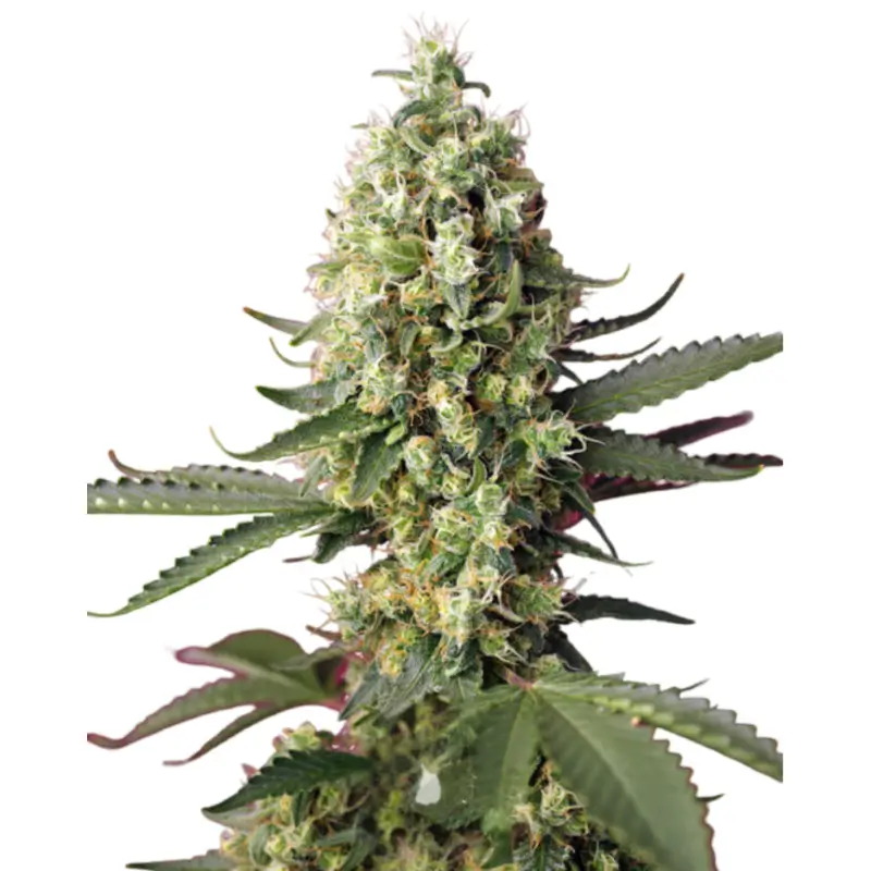 Runtz x Skywalker OG 800