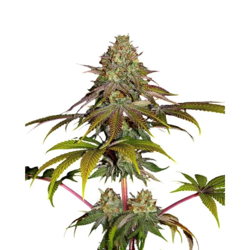 Runtz x Wedding Cake 800