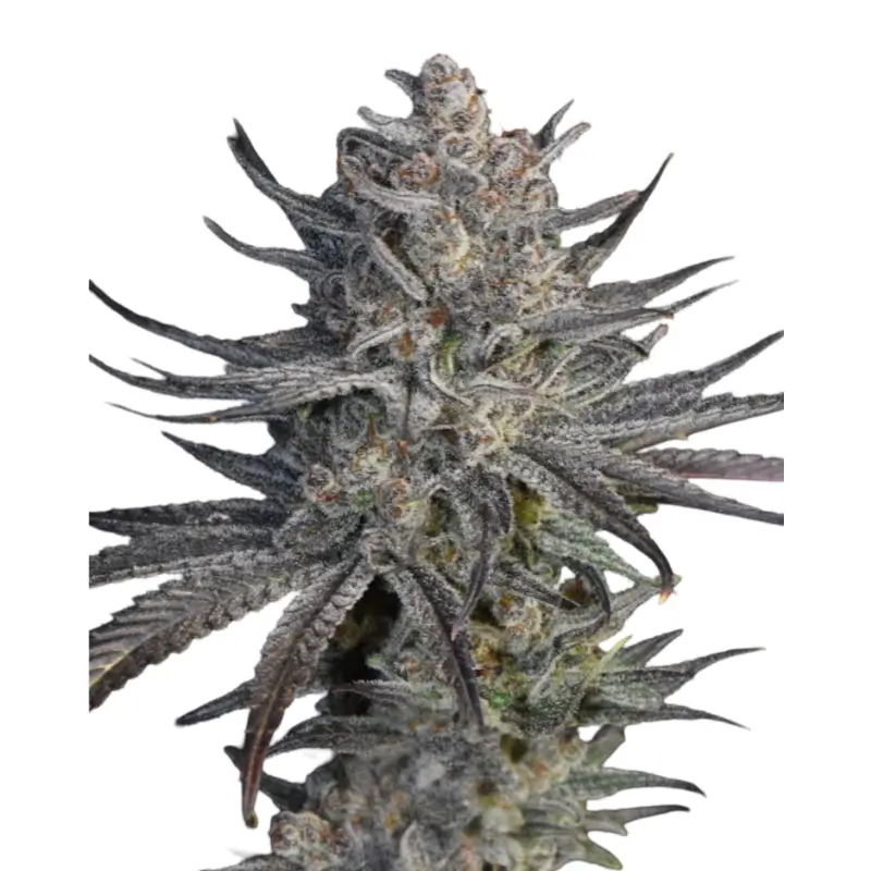 Runtz x Zkittlez 800