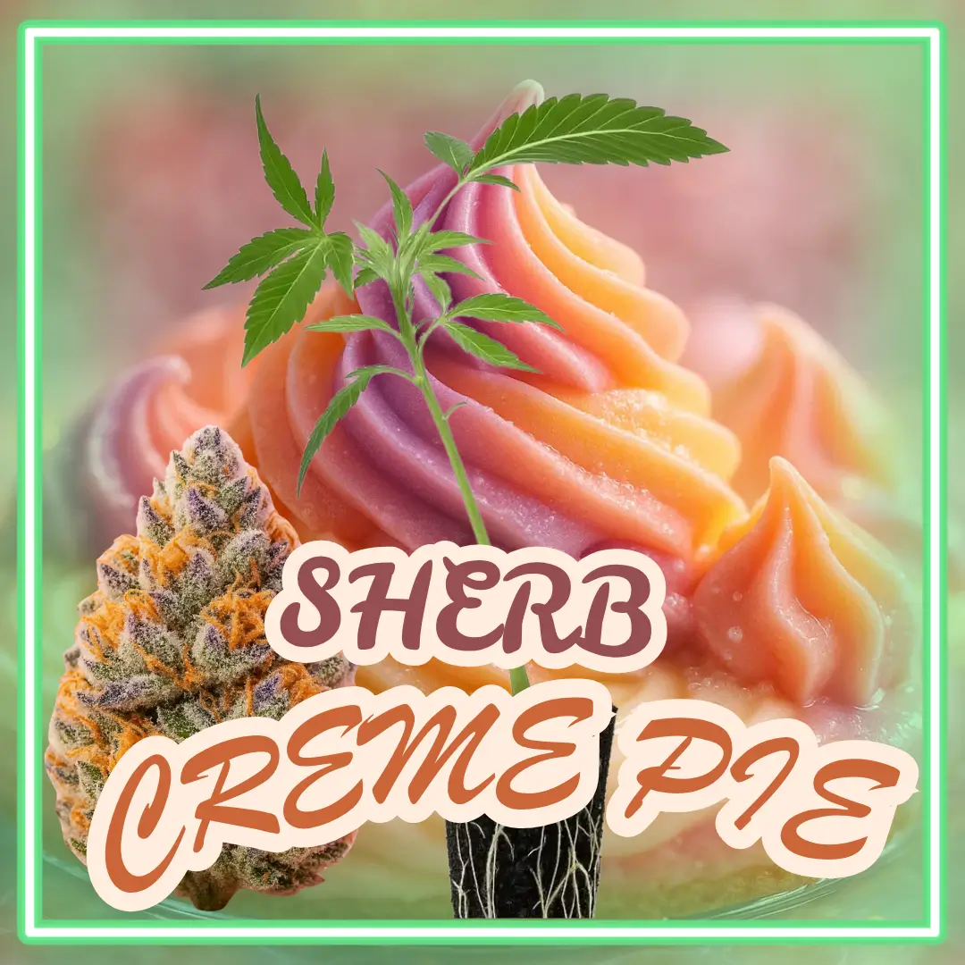 Sherb Creme Pie Stecklinge