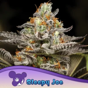 Anesia Seeds Auto Sleepy Joe – 3 Samen