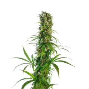 Somango Auto