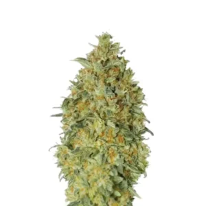 Sour Diesel Auto
