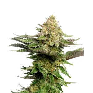 Strawberry Cough