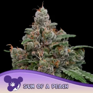 Anesia Seeds Sun of a Peach – 3 Samen