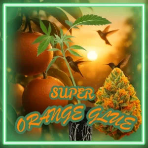 Super Orange Glue
