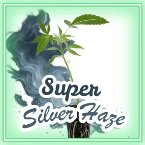 Super Silver Haze