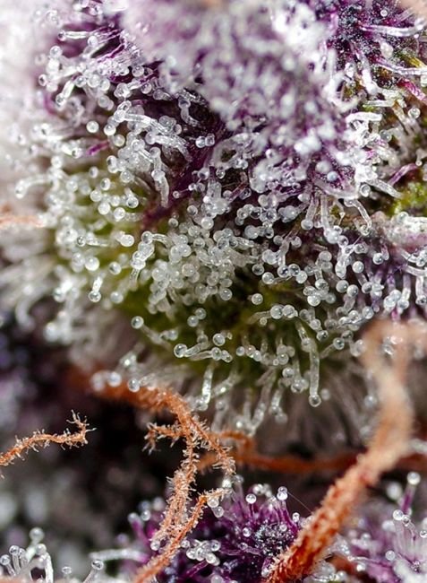 Sweet Seeds Studio 54 Stardust Auto - 3er Packung +1 Seed gratis – Bild 2