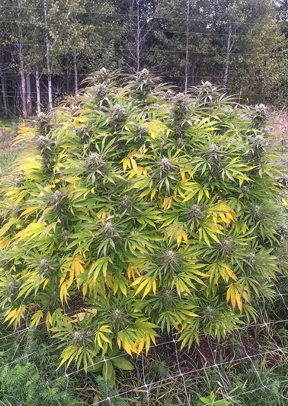Think Fast Dutch Passion Seed company v2B