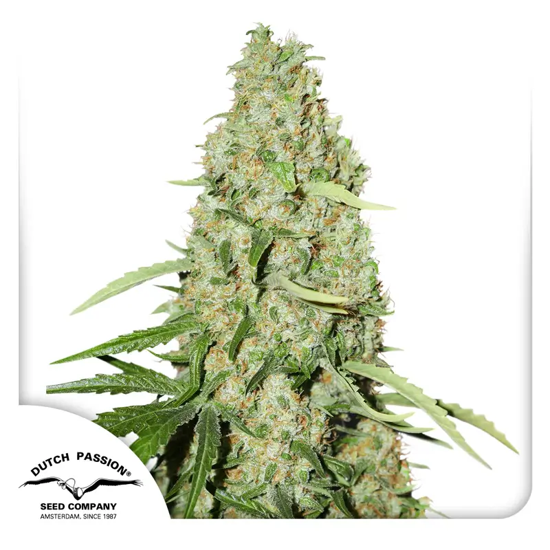 Think Fast Dutch Passion Seed company