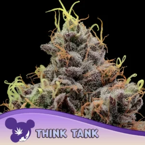 Anesia Seeds Think Tank – 3 Samen