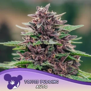 Anesia Seeds Toffee Pudding Auto – 3 Samen
