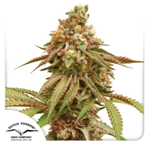 Dutch Passion Tropical Tangie – 3 Samen