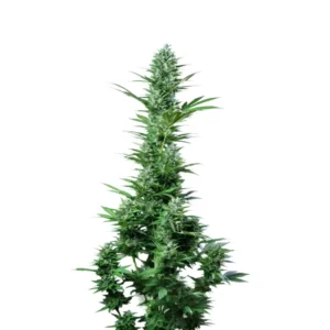 White Widow Auto