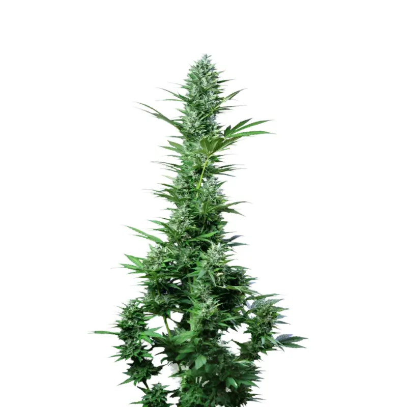 White Widow Auto 800