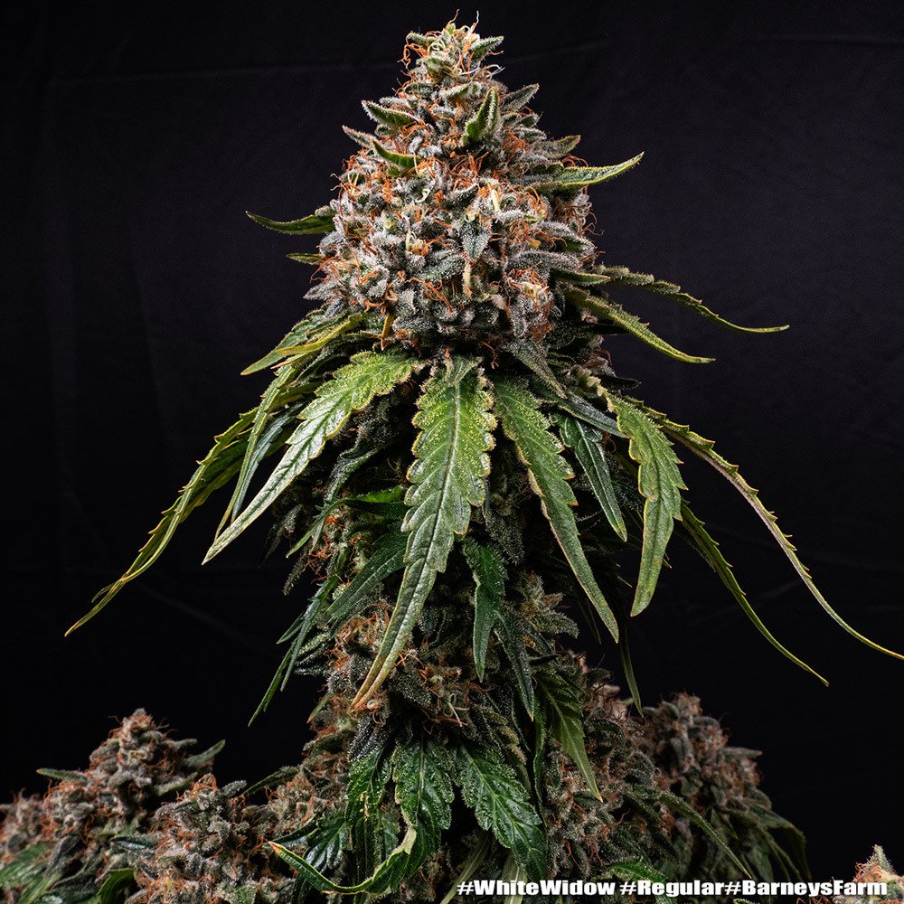 Barneys Farm White Widow Regular 5er Packung + 5er Gift Pack gratis dazu – Bild 2