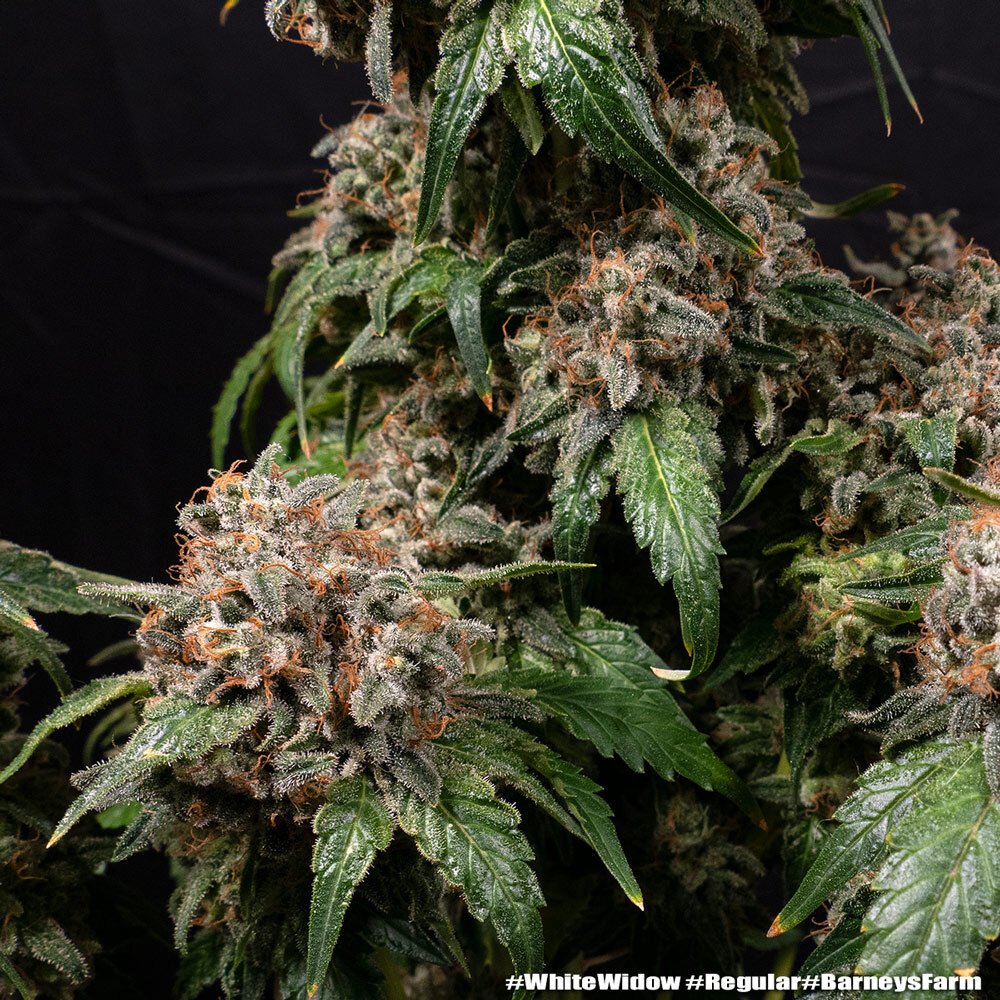 Barneys Farm White Widow Regular 5er Packung + 5er Gift Pack gratis dazu – Bild 3