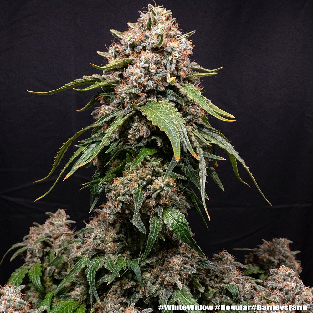 Barneys Farm White Widow Regular 5er Packung + 5er Gift Pack gratis dazu – Bild 4