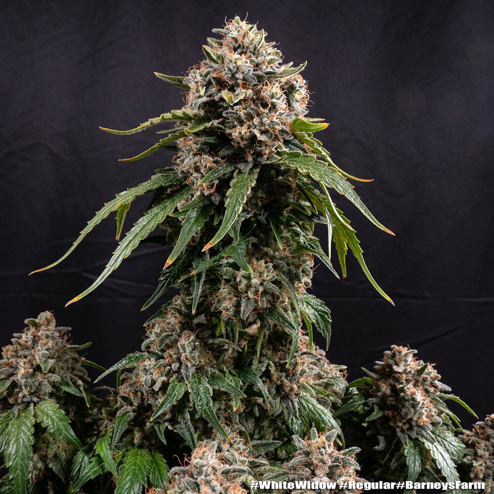 Barneys Farm White Widow Regular 5er Packung + 5er Gift Pack gratis dazu – Bild 6