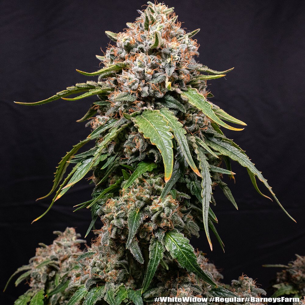 Barneys Farm White Widow Regular 5er Packung + 5er Gift Pack gratis dazu – Bild 7