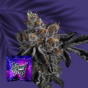 Wizard Trees Bow Shooter 6er Packung