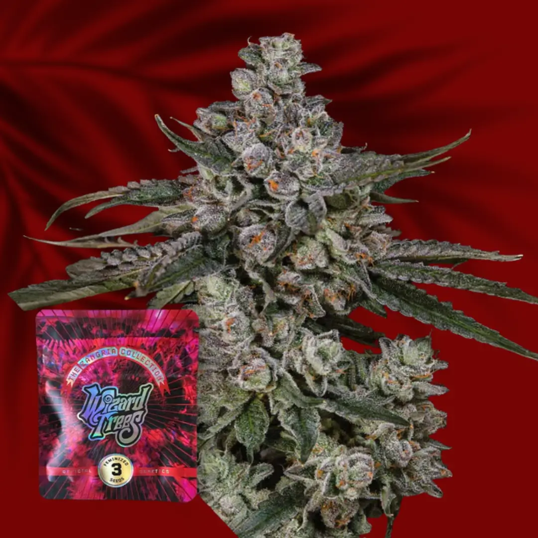 Wizard Trees British Delight