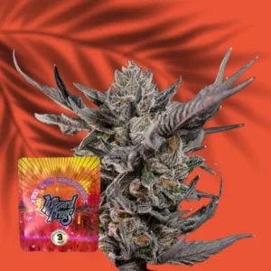Wizard Trees Knightcap 3er Packung
