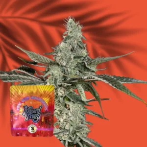 Wizard Trees London Fog 3er Packung