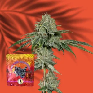 Wizard Trees OG Hour 3er Packung