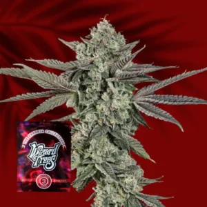 Wizard Trees Ropegria 3er Packung
