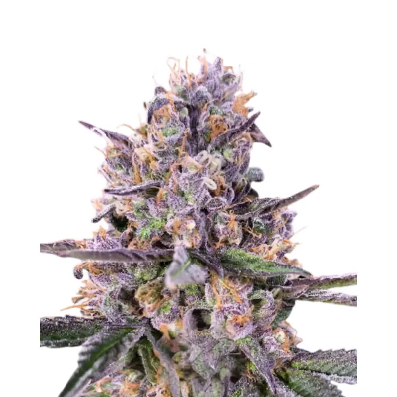 Zkittlez Auto 800