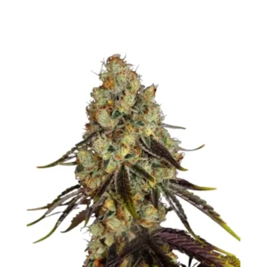 Animal Cookies