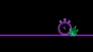 Neon-Stoppuhr mit Hanfblatt – Autoflowering vs. feminisierte Samen
