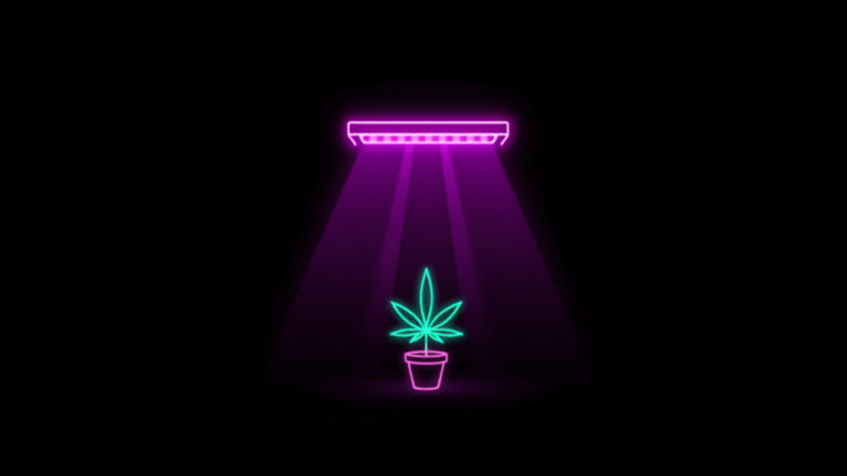 Neon-Grow-Lampe über einer Hanfpflanze – Grow-Beleuchtung LED und NDL