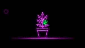 Neon-Pflanze mit Sonne – Indoor oder Outdoor anbauen im Vergleich