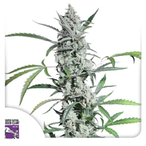 Dutch Passion Fat Pete’s Cookies Auto – 3 Samen