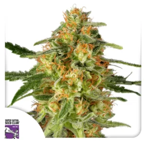 Dutch Passion TnT Trichome – 3 Samen
