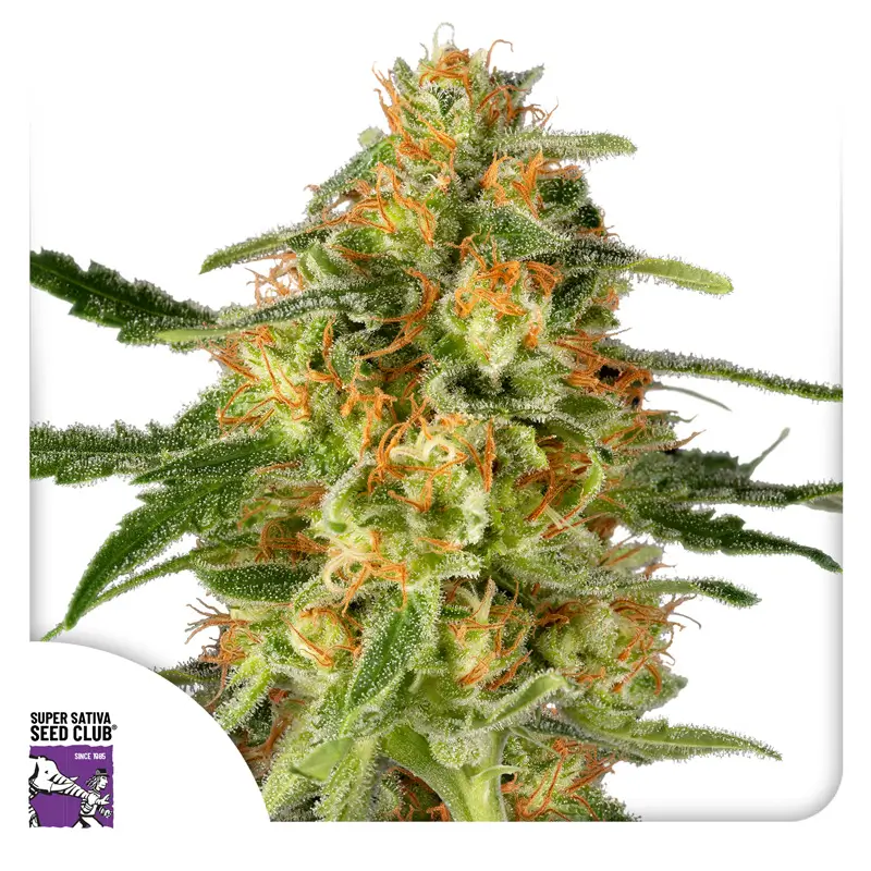tnt trichome 01